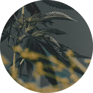 weed gummies