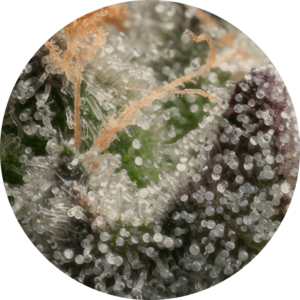 CBD Gummies